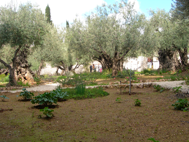 The pilgrims stopped and prayed at the Garden Gethsemane, which was where Jesus prayed the night before his crucifixion.